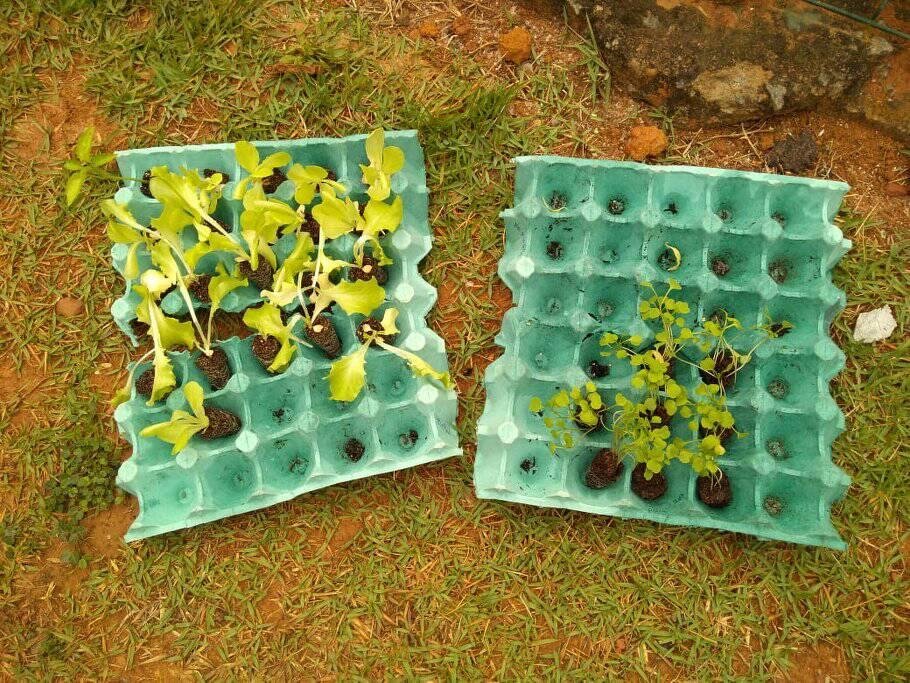 Leia mais sobre o artigo Aprendendo a plantar