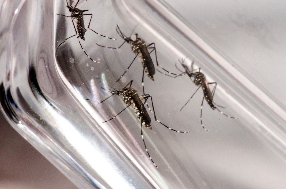 Leia mais sobre o artigo Oito cidades da Zona da Mata têm incidência alta ou muito alta de casos de dengue
