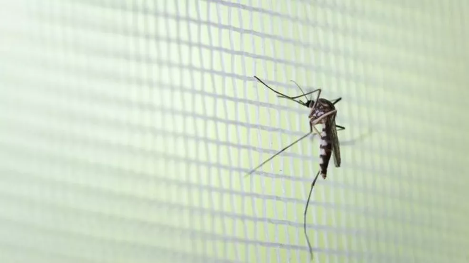 Leia mais sobre o artigo Quatorze cidades registram casos prováveis de dengue nas últimas quatro semanas na Zona da Mata e Vertentes
