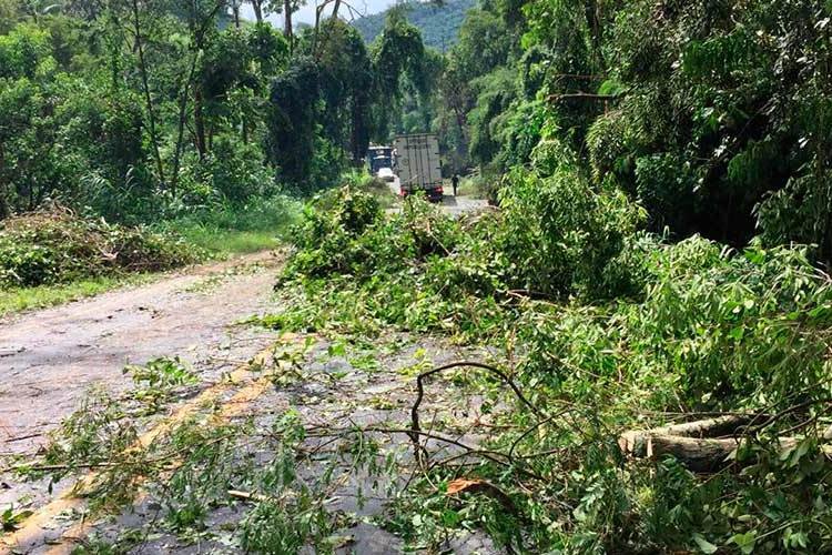 Leia mais sobre o artigo Queda de árvores durante chuva causa engarrafamento na BR-267