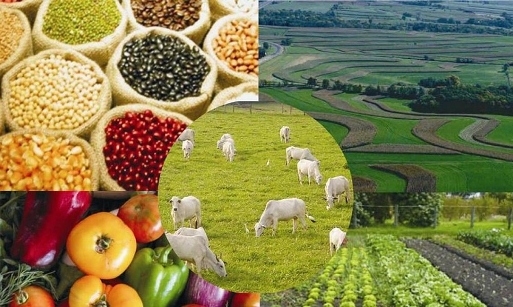 Leia mais sobre o artigo Diretoria de Agropecuária resume ações do segundo quadrimestre deste ano
