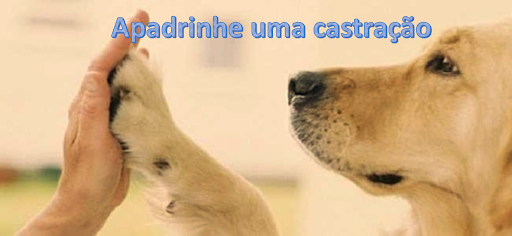 Leia mais sobre o artigo Prefeitura lança campanha de apadrinhamento a uma castração