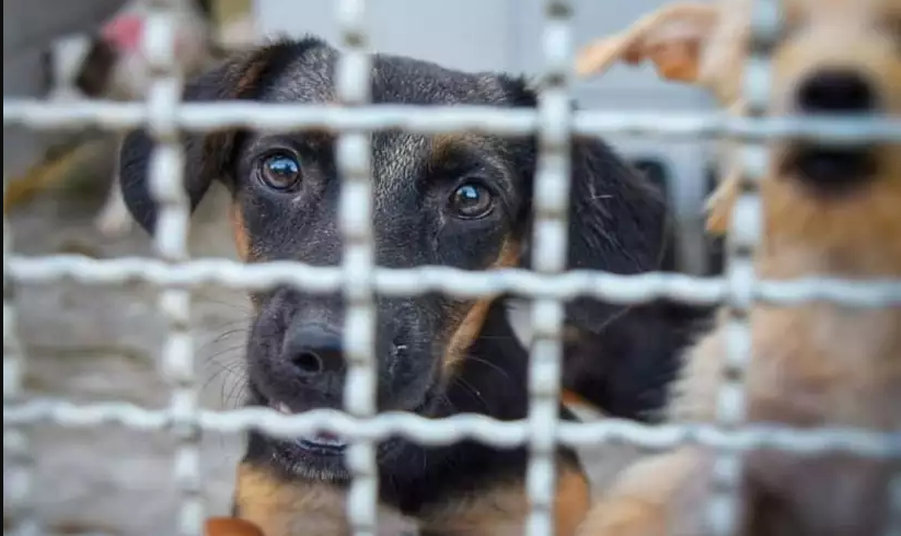 Leia mais sobre o artigo PM recebeu 942 denúncias de maus-tratos contra animais em JF em 2021