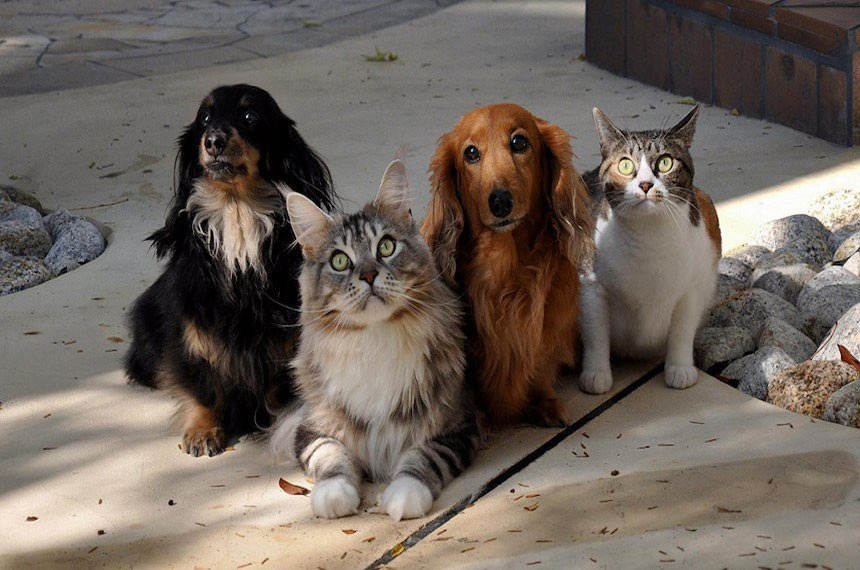 Leia mais sobre o artigo Prefeitura de Bicas empossa nova diretora de proteção dos animais