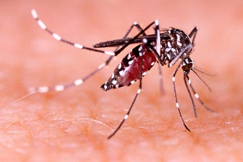 Leia mais sobre o artigo Região tem 15 municípios em situação de risco para dengue
