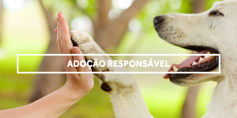 Leia mais sobre o artigo Adoção Responsável / Proteção dos Animais