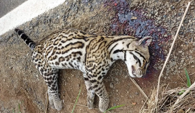 Leia mais sobre o artigo Jaguatirica morre atropelada em Rochedo de Minas