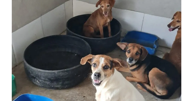 Leia mais sobre o artigo Bombeiros resgatam 12 cães desprezados após morte do tutor