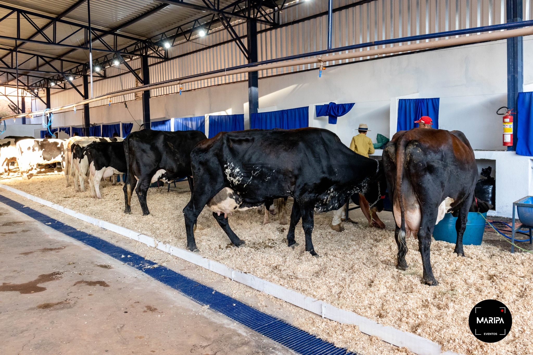 Leia mais sobre o artigo 42ª ExpoMaripá: Confira imagens dos animais e estrutura para recebê-los