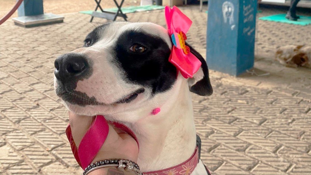 Leia mais sobre o artigo Cães e gatos castrados e microchipados!