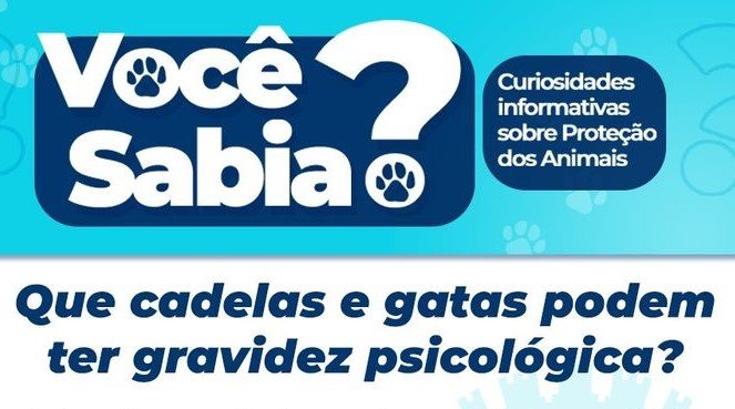 Leia mais sobre o artigo Você sabia que cadelas e gatas podem ter gravidez psicológica?