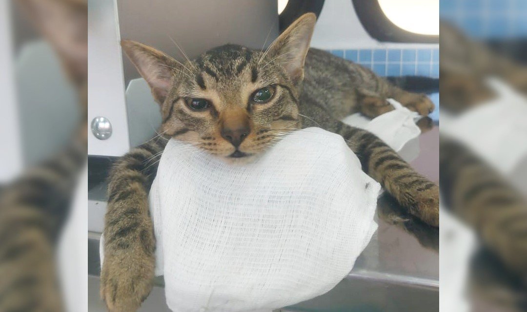 Leia mais sobre o artigo Mutirão de Castração de Felinos