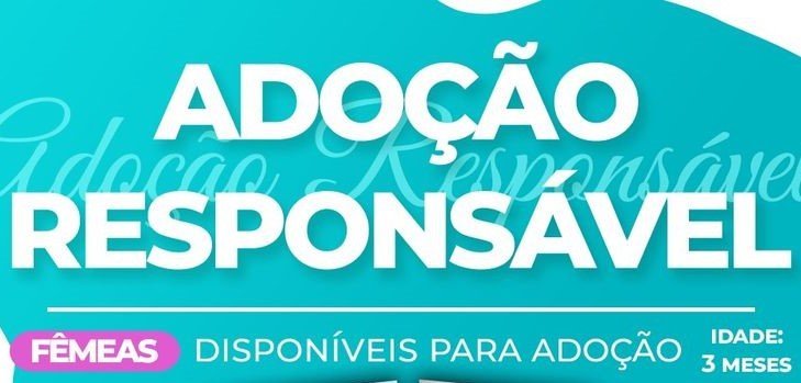 Leia mais sobre o artigo Adoção responsável – Fêmeas disponíveis para adoção
