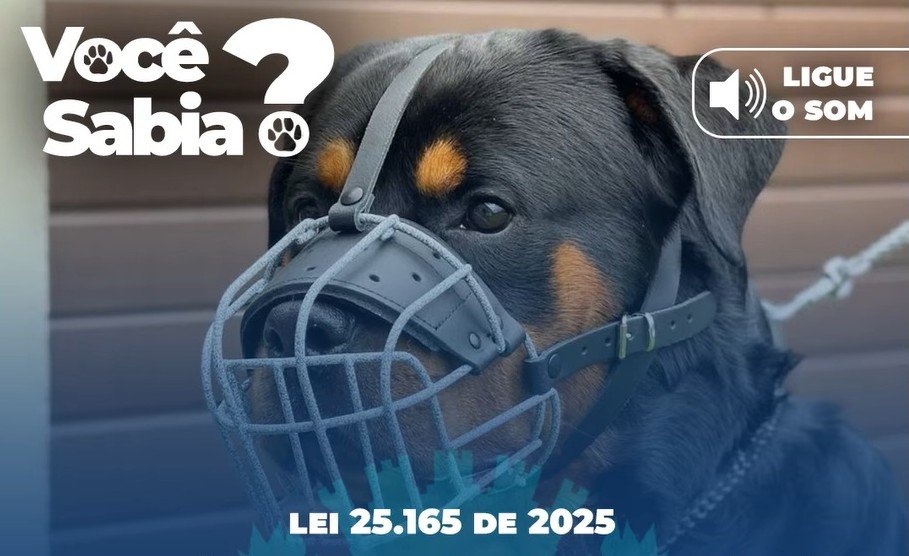 Leia mais sobre o artigo Nova lei proíbe a circulação de cães das raças pitbull, dobermann, rottweiler e fila brasileiro sem focinheira