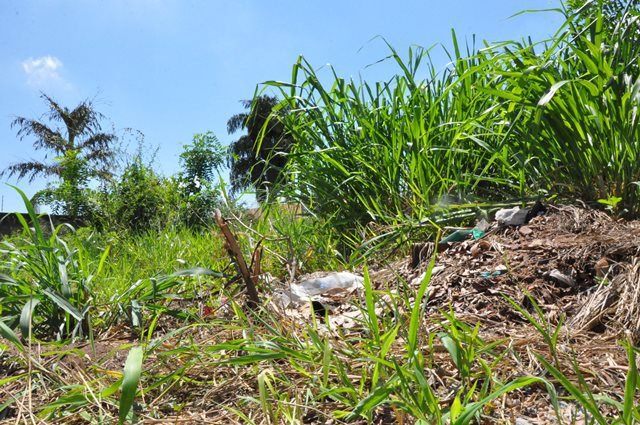Leia mais sobre o artigo Atenção proprietários de terrenos com vegetação alta em Bicas