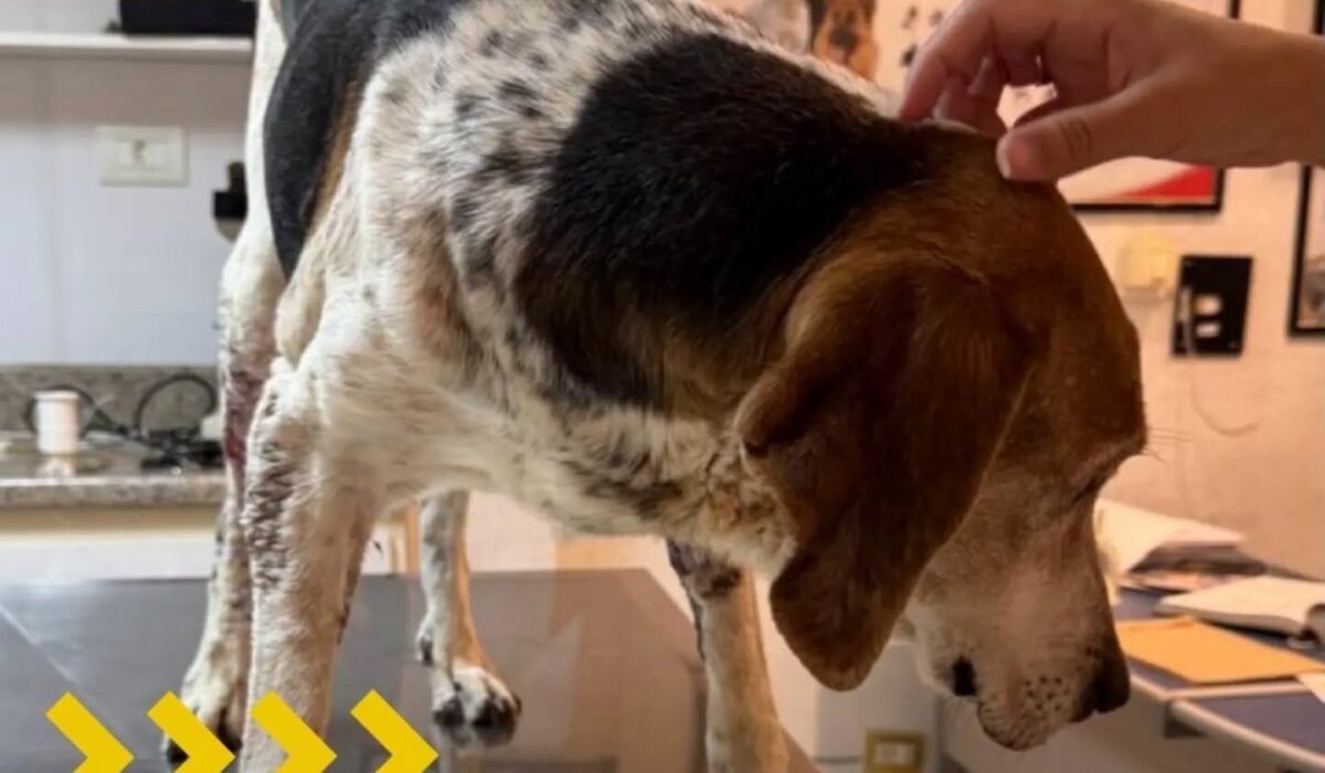 Prefeitura de Bicas socorre animais em situação de vulnerabilidade
