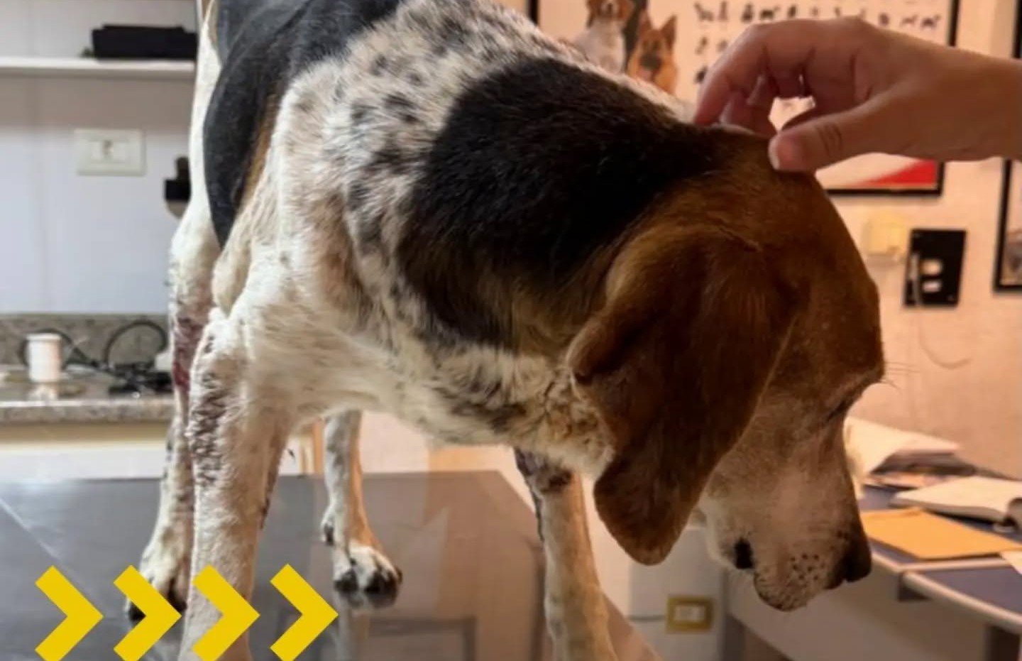 Prefeitura de Bicas socorre animais em situação de vulnerabilidade