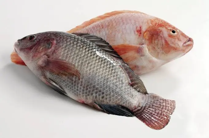 Tilápia tal qual um Chef